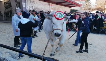 Carrù, Fiera del Bue Grasso 2025: un nuovo ring permetterà l’esposizione dei “giganti bianchi”