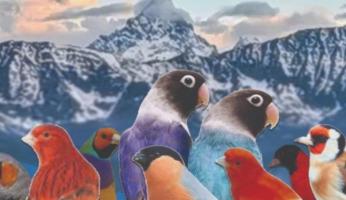 Un grande evento: a Farigliano la Prima Mostra Ornitologica Internazionale delle Alpi Occidentali