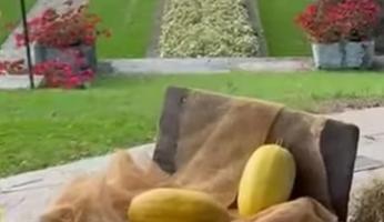 Piozzo, le zucche protagoniste a Villa Taranto tra natura e innovazione