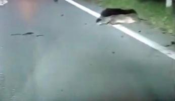 Sette cinghiali travolti sulla statale 28 a Garessio: nessun ferito tra le persona