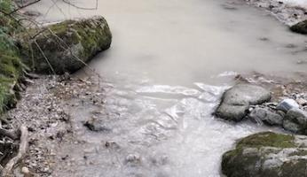 Frabosa Sottana: trote morte nel torrente Maudagna a Miroglio