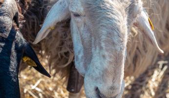 Villanova: annullata per maltempo la Fiera BEE prevista domenica
