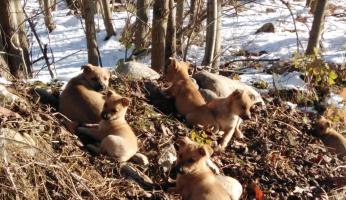 Pianfei: otto cani abbandonati sulle rive del Pesio, salvati dall’intervento del Comune