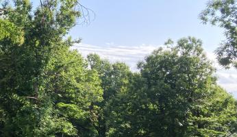 Rinvio regolamento deforestazione: Coldiretti Cuneo: "bene, ora semplificazione vera"