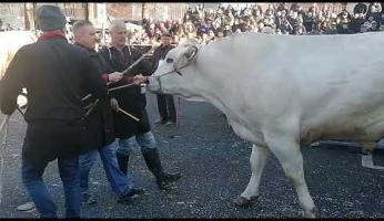 VIDEO - "Enel" di Andrea Migliore di Caraglio 1° tra i "Migliorati" alla Fiera del Bue Grasso di Carrù 2025