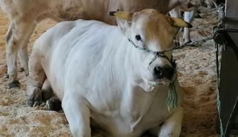 FOTOGALLERY - I veri protagonisti della Fiera del Bue Grasso di Carrù 2025: i "giganti bianchi"