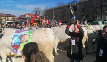 VIDEO - Migliore "pigliatutto" a Carrù: suo il miglior Bue Grasso Nostrano della Fiera 2025: Carmelo