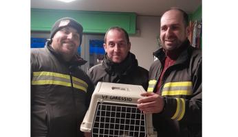 sparviero garessio vigili fuoco