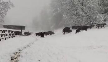 Troppa neve a Murazzano: domani il Parco Safari resta chiuso