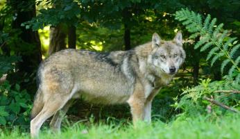 Nuovo bando regionale per la convivenza con la fauna selvatica, Silvio Chionetti: &laquo;Una risposta concrete per le aziende&raquo;