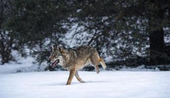 Un lupo nel giardino (anzi due): lo scatto che sorprende Ceva