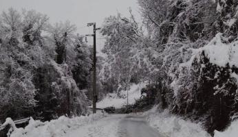 Neve a Mondov&igrave;: albero sui cavi elettrici: chiusa la provinciale tra Carassone e Piazza