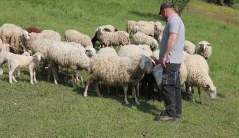 Attacchi al bestiame, Silvio Chionetti (Cia): &laquo;Gli allevatori si affrettino a richiedere i risarcimenti&raquo;