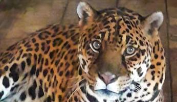 Murazzano, Regina compie 24 anni: il Parco Safari festeggia in silenzio la sua &ldquo;leggenda&rdquo;