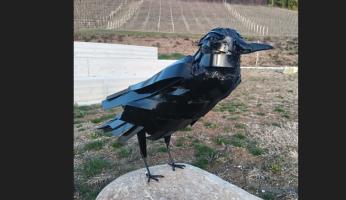 Farigliano: per San Valentino un corvo nero al posto delle rose