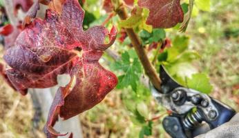 Lotta alla flavescenza dorata della vite: venerd&igrave; a Dogliani si svelano i numeri del 2025