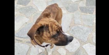 Leon