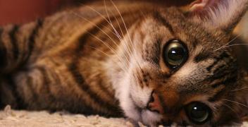 "La Mina", il racconto di Marita. Quando gli animali sono veri compagni di vita