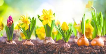 Il giardino rinasce a marzo