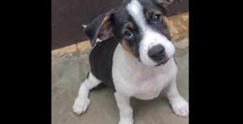 Cuccioli abbandonati a Mondovì e Fossano accolti al Canile Rifugio 281 di San Michele