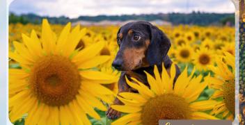 FOTOGALLERY - "Girasoli a Farigliano" 2025: tutte le foto premiate