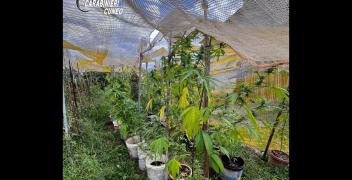Arrestato in flagranza di reato 69enne che coltivava marijuana