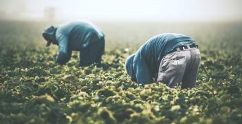 Aziende agricole nella “Granda”: il 69% sono irregolari