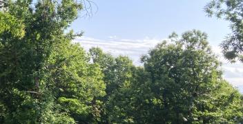 Rinvio regolamento deforestazione: Coldiretti Cuneo: "bene, ora semplificazione vera"