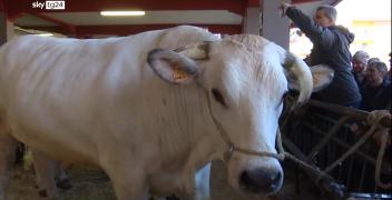 VIDEO - La Fiera del Bue Grasso di Carr&ugrave; 2025 su Sky Tg24