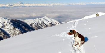 Il cane Argo scova i bocconi avvelenati&hellip;con gli occhiali da sole