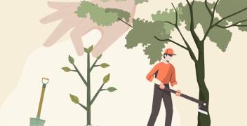 Mondov&igrave;, 30 alberi da abbattere per motivi di sicurezza: ecco dove