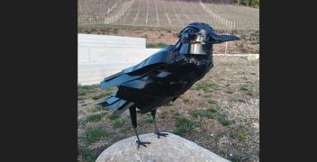 Farigliano: per San Valentino un corvo nero al posto delle rose