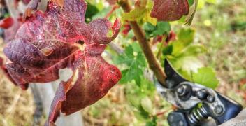 Lotta alla flavescenza dorata della vite: venerd&igrave; a Dogliani si svelano i numeri del 2025