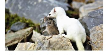 Ermellino Pelazza Ormea