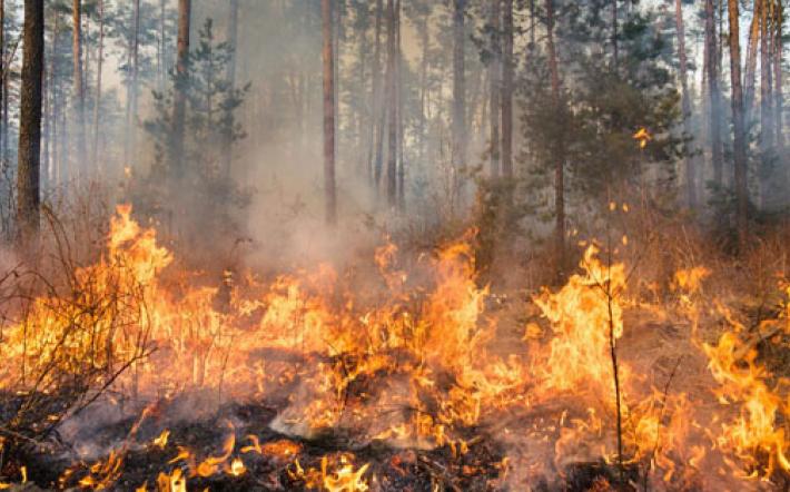 Incendio boschivo