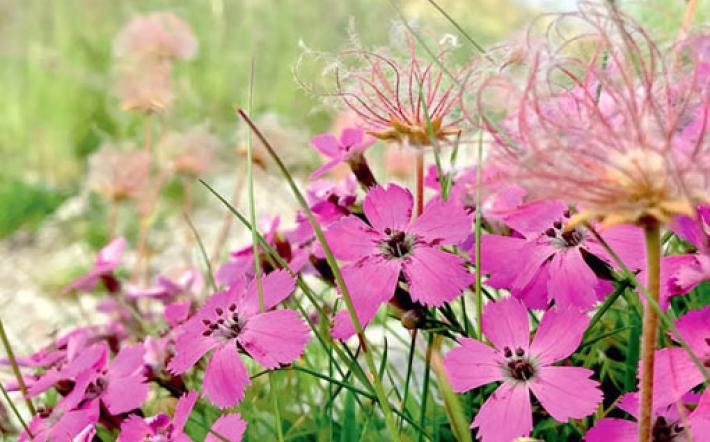 Il garofano di montagna della valle Pesio sulla copertina di una prestigiosa rivista botanica in USA