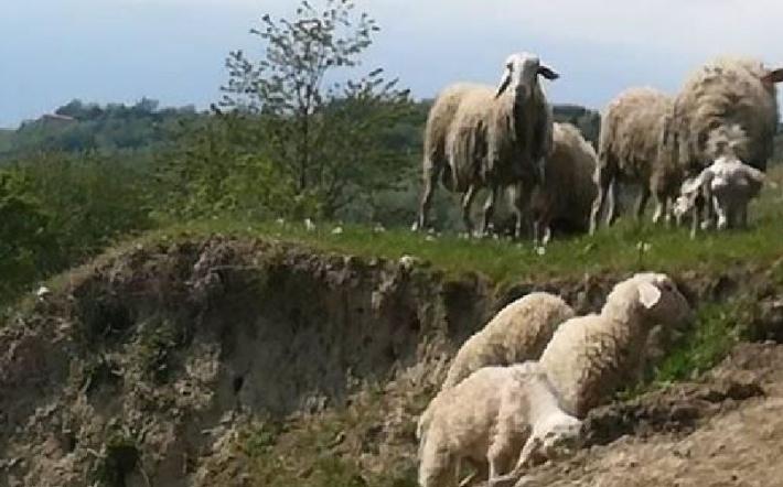 Nuovi attacchi negli allevamenti di Murazzano: due le pecore uccise