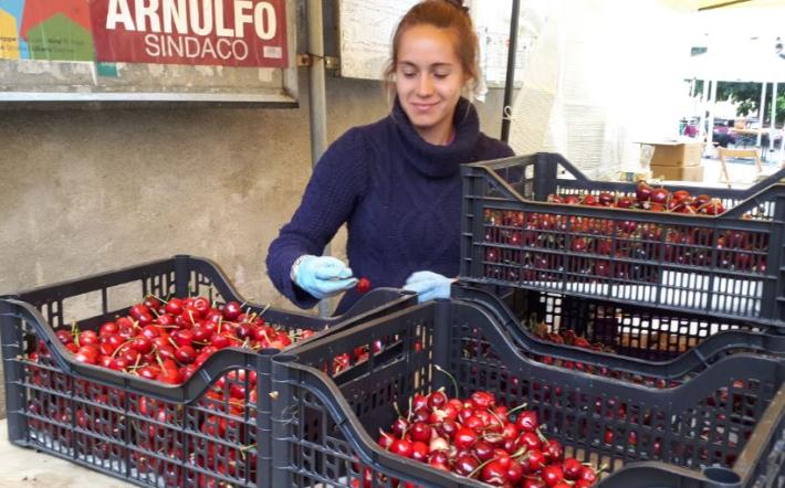 Dogliani: annullata l’Antica Fiera della Ciliegia  