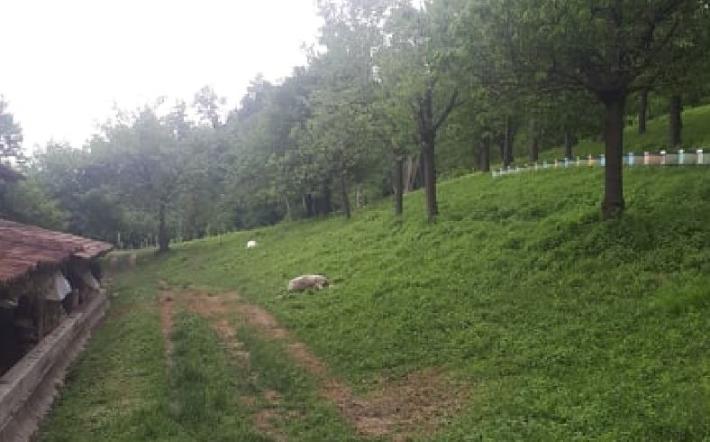 L’ombra del lupo su Dogliani