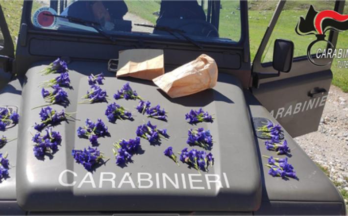 Alta Montagna: regole di buon comportamento - Mezzi nei sentieri, raccolta dei fiori, animali da accompagnamento