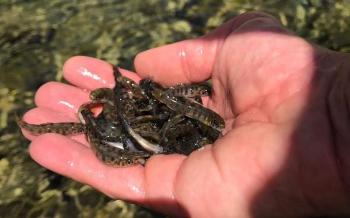 Cinquemila “trotelle” immesse dalla Provincia nel fiume Casotto