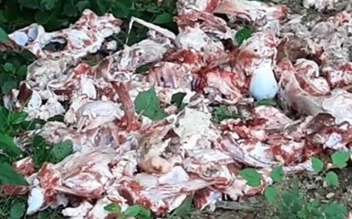 Carne di vitello abbandonata  lungo un sentiero