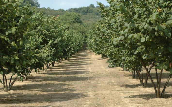 Gli esperti di Confagricoltura Cuneo sono sicuri: «La raccolta delle nocciole regalerà soddisfazioni»