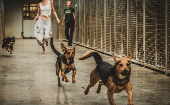 calendario cani