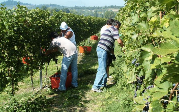 Manodopera estera per il settore agricolo: la Regione chiede di intensificare i controlli anti-covid