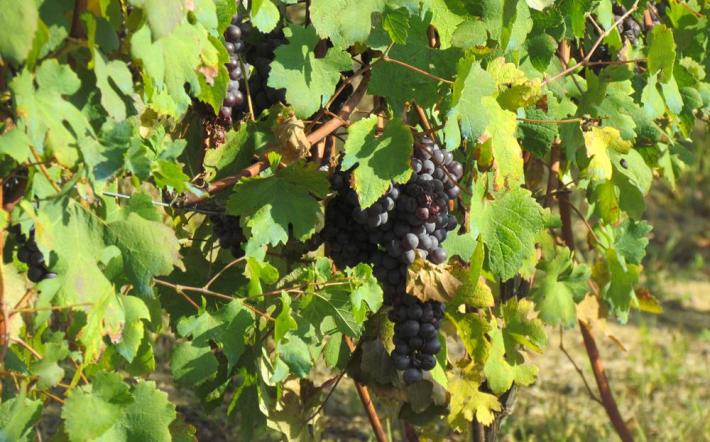 Produttore di Dogliani nei guai: avrebbe venduto vino Nebbiolo messo sotto sequestro