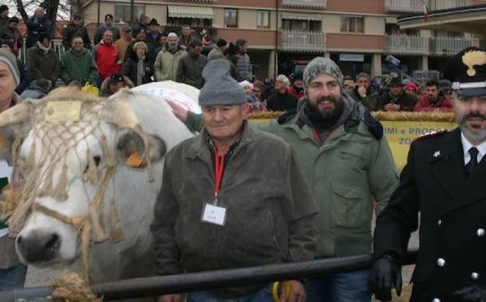 Fiera del Bue Grasso di Carrù senza pubblico: il 10 dicembre le premiazioni in diretta streaming
