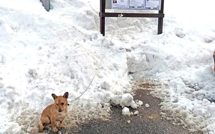 Villanova Mondovì: “Balù” abbandonato e salvato dalla Lida Cuneo