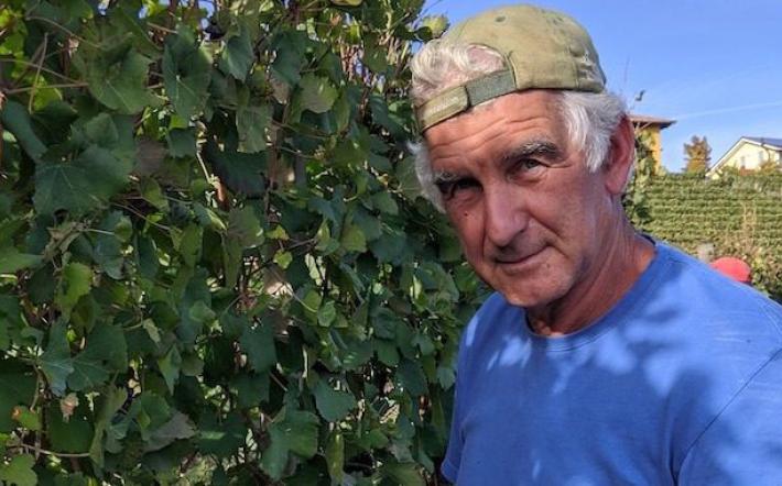 Tragedia a Monforte d'Alba: produttore di vino muore travolto dal trattore