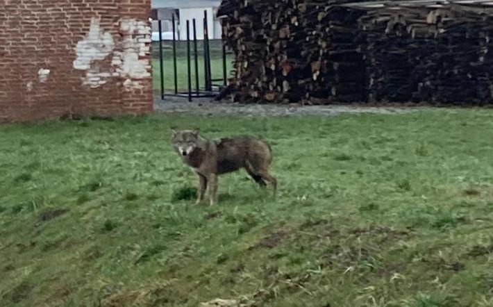 Un lupo a pochi metri della chiusa dell'Anninzita a Beinette 